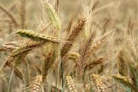 Picture of Grain Varietals and Whisky Production