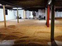 Picture of Why are single malts distilled from malted barley?