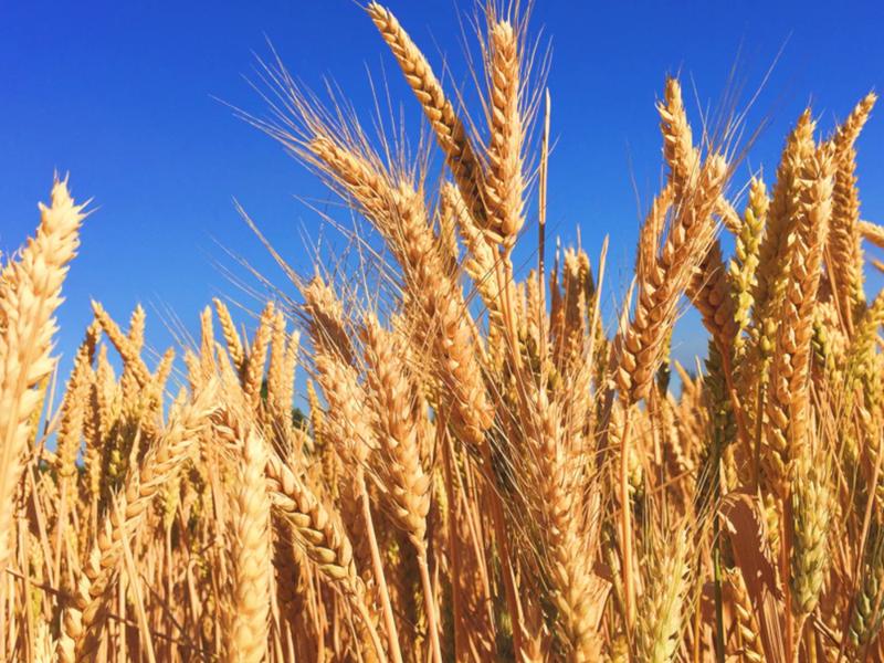 Picture of wheat.jpg